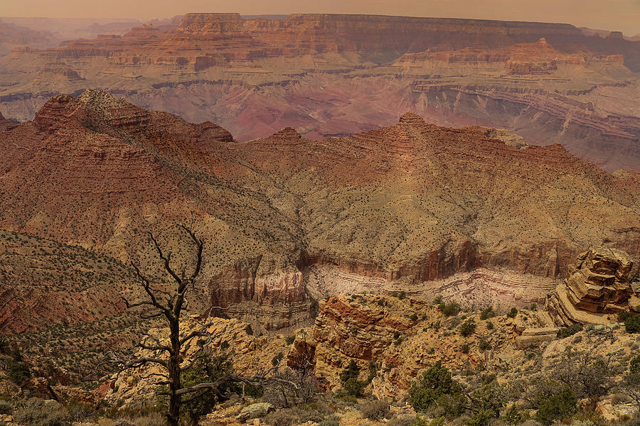 Grand Canyon National Park Photograph - Grand Canyon with Snag Tree Print by Brigitte Thompson