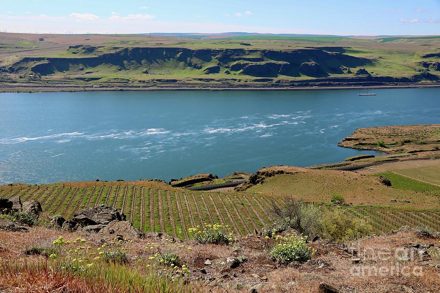 Grand Columbia River with Wildflowers Photograph by Carol Groenen