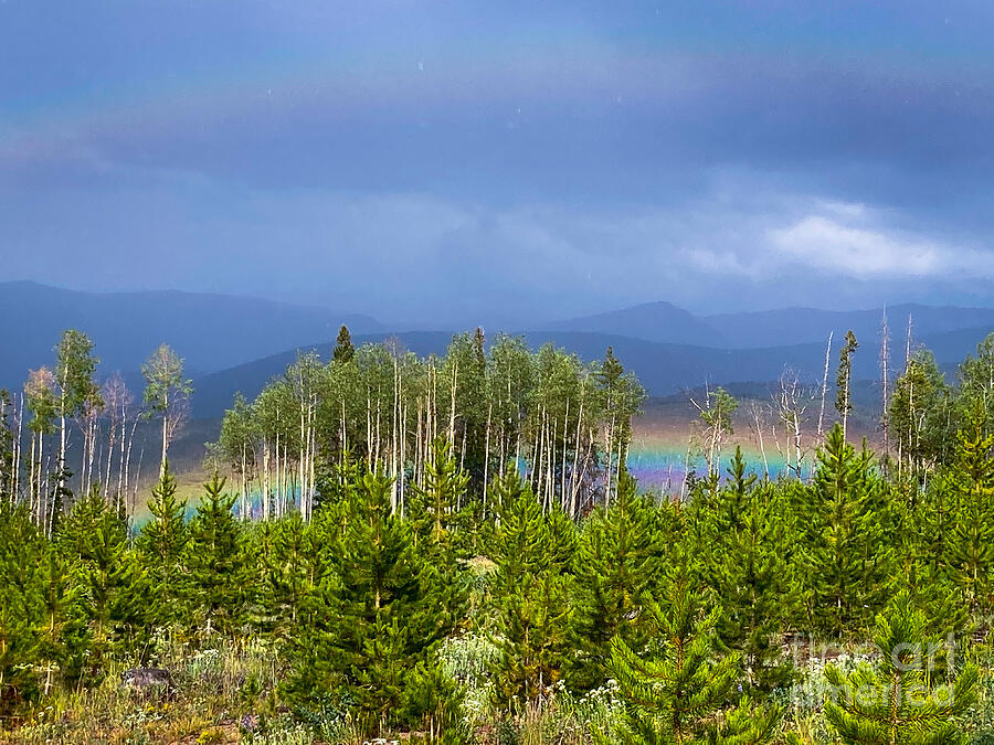 Tree Photograph - Grand County Rainbow by Saving Memories By Making Memories
