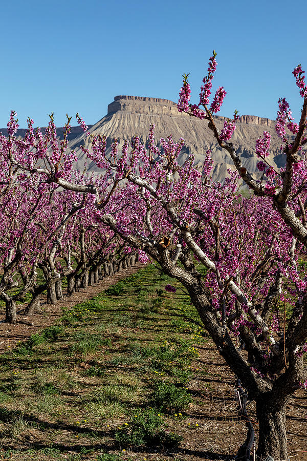 Grand Junction Colorado Blooming Peach Orchard Photograph by Teri Virbickis