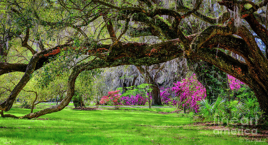 Spring Photograph - Grand Oak by Robert Golub