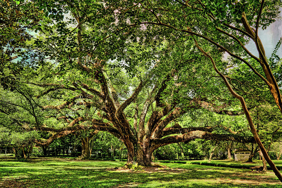 Grand Oak Tree Photograph by Judy Vincent
