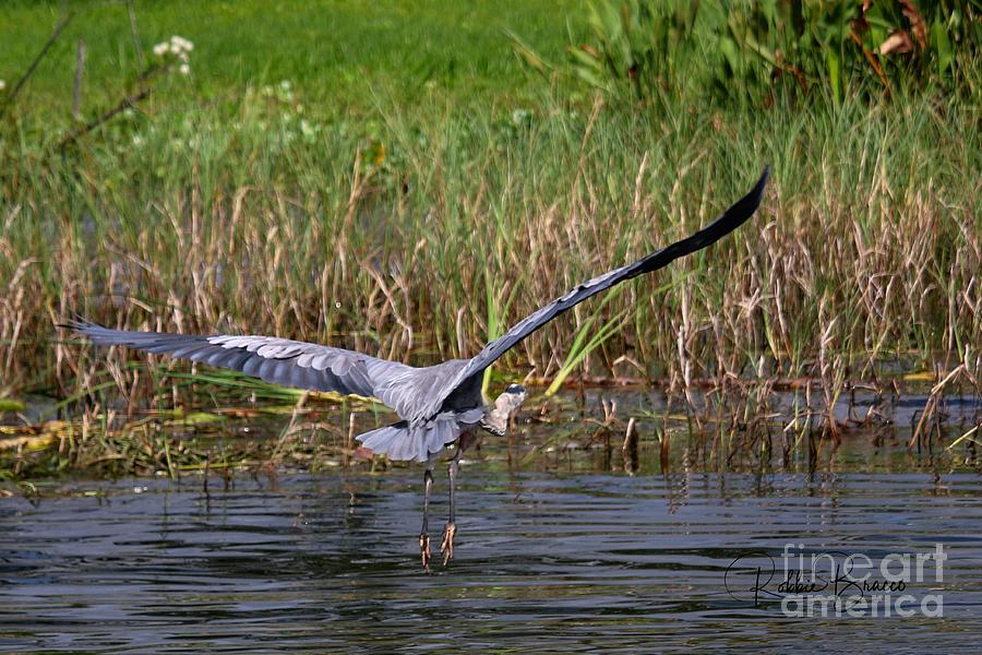 Grand Oaks Home of This Great Blue Heron Photograph by Philip And Robbie Bracco