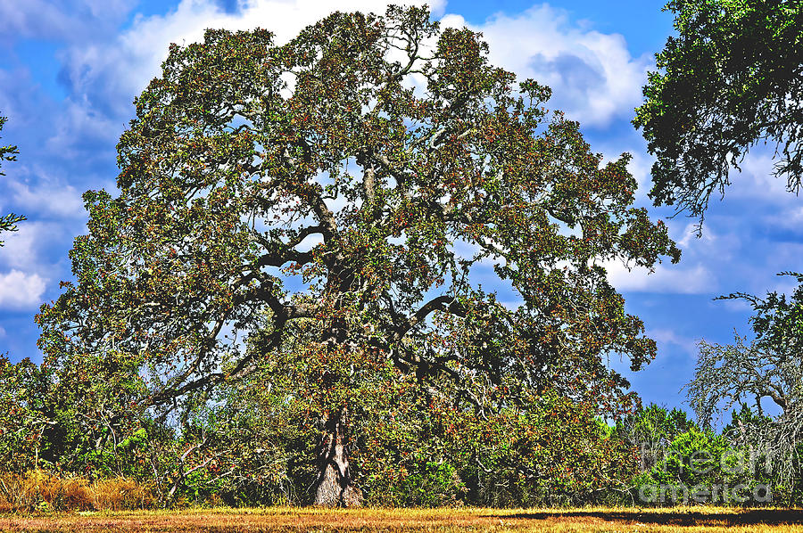 Grand Old Tree Photograph