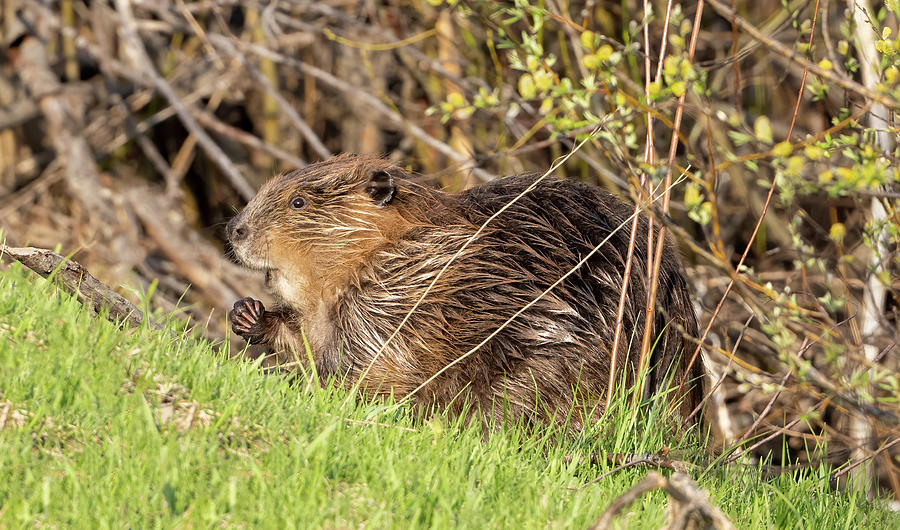 Grand Teton Beaver Photograph by Julie Barrick - Fine Art America