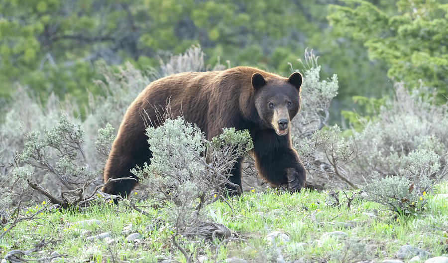 Grand Teton Black Bear Photograph by Julie Barrick