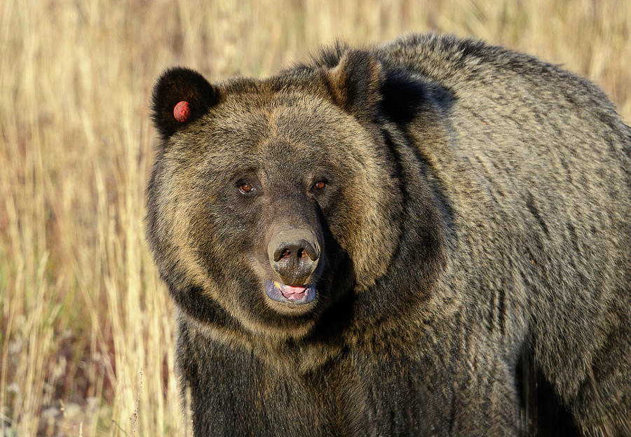 Grand Teton Grizzly  Photograph by Julie Barrick