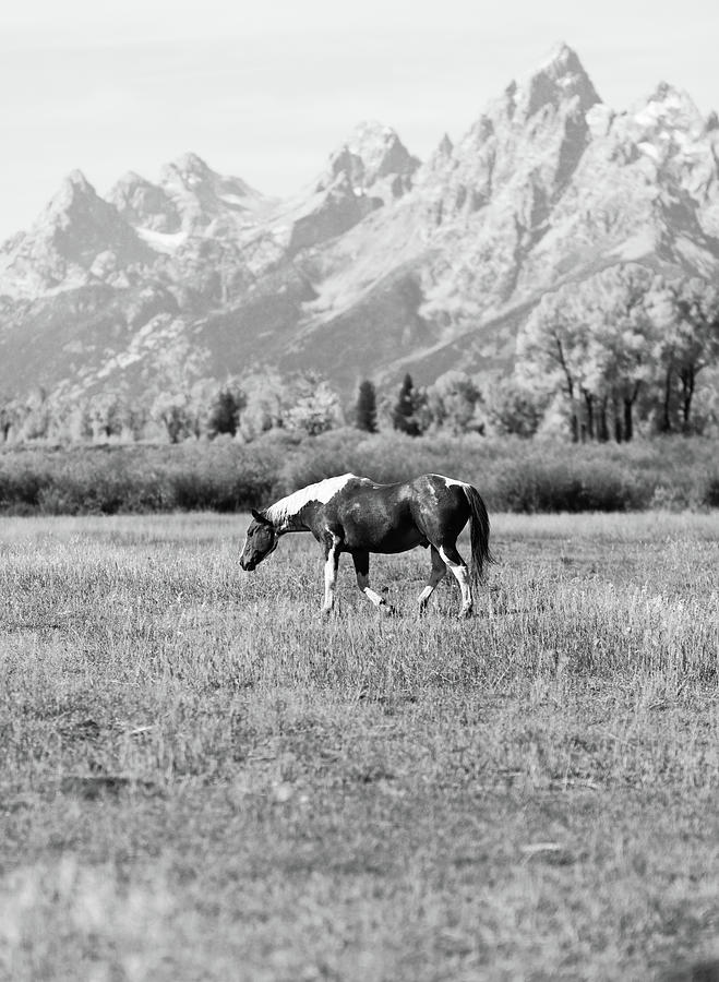 Grand Teton Horse Black And White Photograph by Dan Sproul