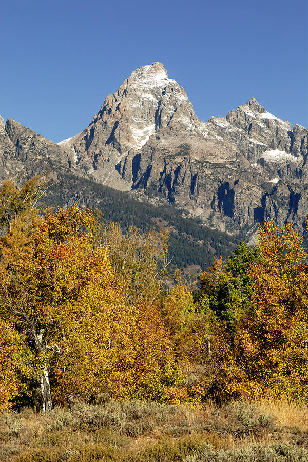 Grand Teton in Autumn Photograph by Jack Bell