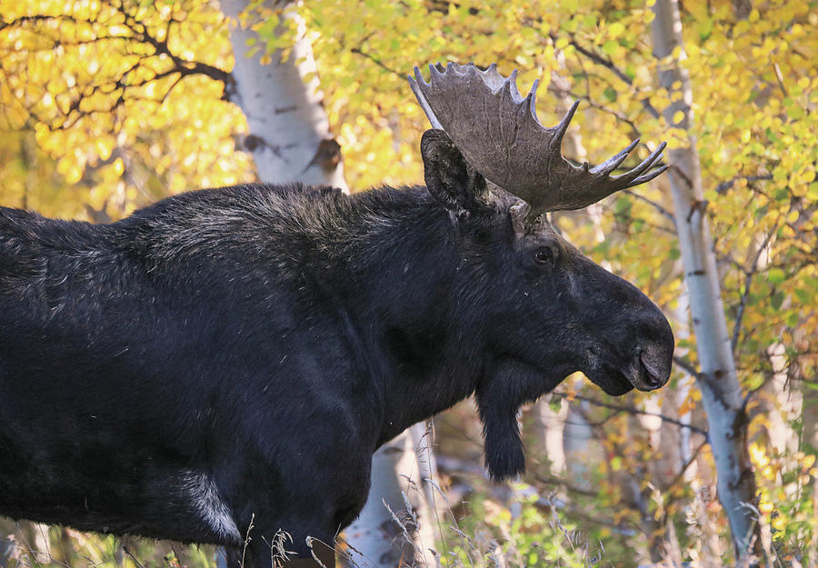 Grand Teton Moose In Autumn Photograph by Dan Sproul