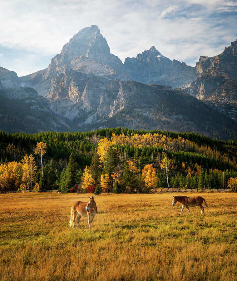 Grand Teton Mules In Autumn Light Photograph by Dan Sproul