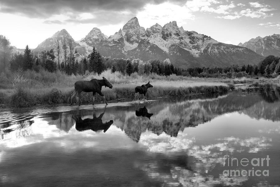 Grand Teton National Park Autumn Stroll Black And White Photograph by Adam Jewell