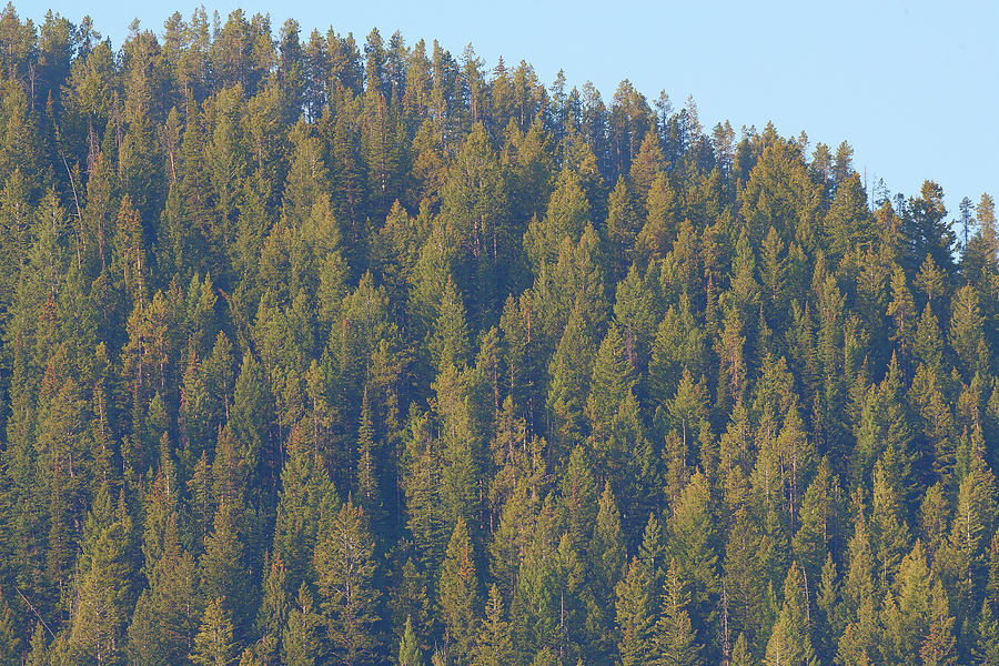 Grand Teton Pine Trees and Blue Sky Photograph by Ram Vasudev