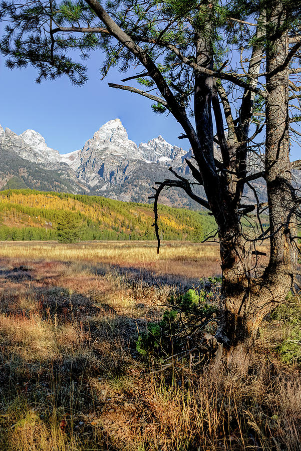 Grand Teton View Photograph by Jack Bell