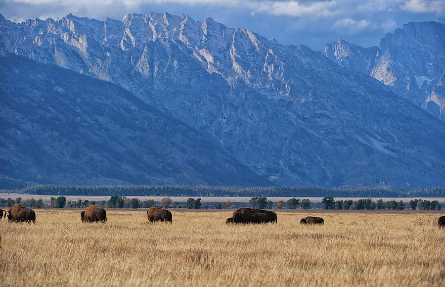 Grand Tetons and bison Photograph by Doug Wittrock