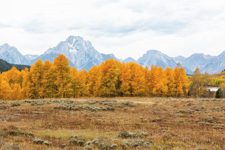 Grand Tetons and Fall Foliage from Oxbow Bend, 2023 Photograph by Belinda Greb