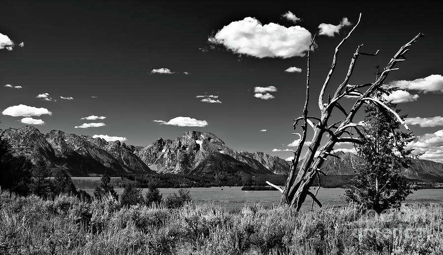 Grand Tetons Black And White Photograph by Robert Bales