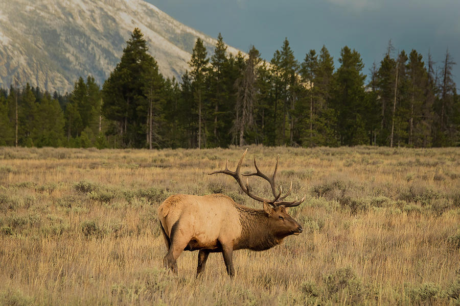 Grand Tetons Elk Photograph by Dan Kinghorn - Fine Art America