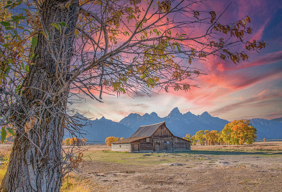 Grand Tetons Fall Sunset at the TA Moulton Barn Photograph by Marcy Wielfaert