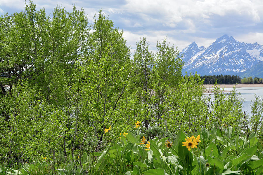 Grand Tetons Viewscape on the Shores of Jackson Lake Photograph by Bruce Gourley