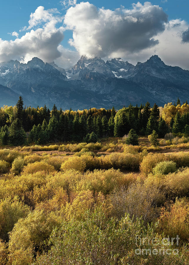 Grand Tetons with Autumn Trees Photograph by Jackie Follett