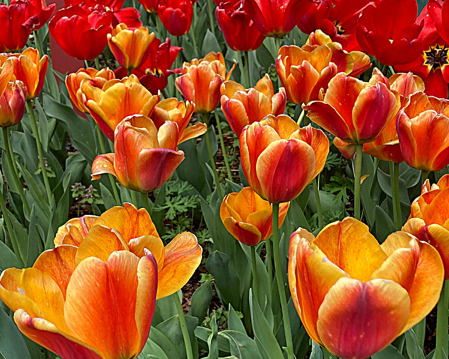 Grand Tulips Photograph by Lee Darnell