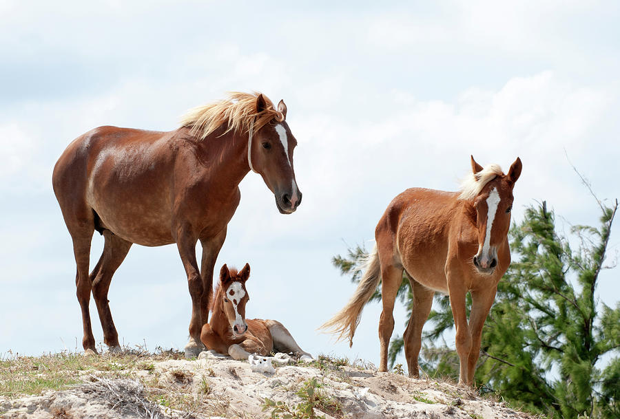 Grand Turk Horses Photograph by Ramunas Bruzas - Fine Art America