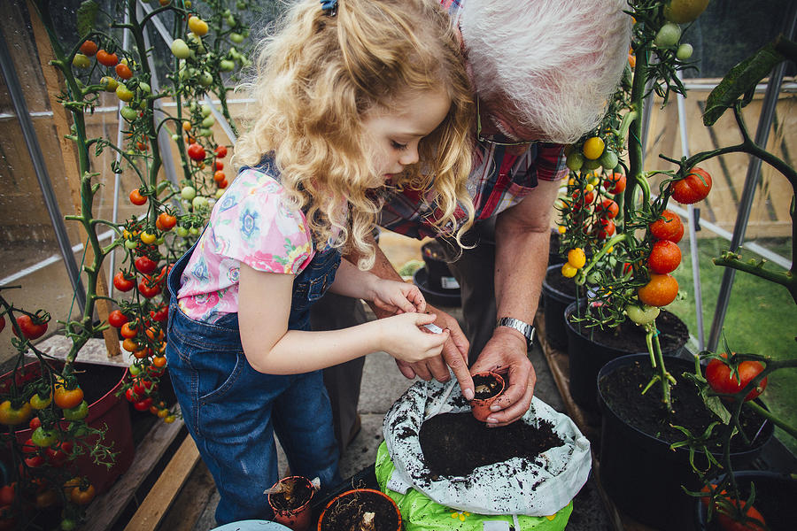 Grandad and Granddaughter Planting Tomatoes in Greenhouse Photograph by SolStock