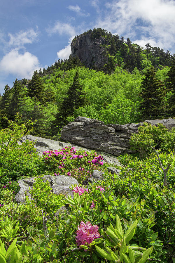 Grandfather Mountain Rhododendrons Photograph by White Mountain Images