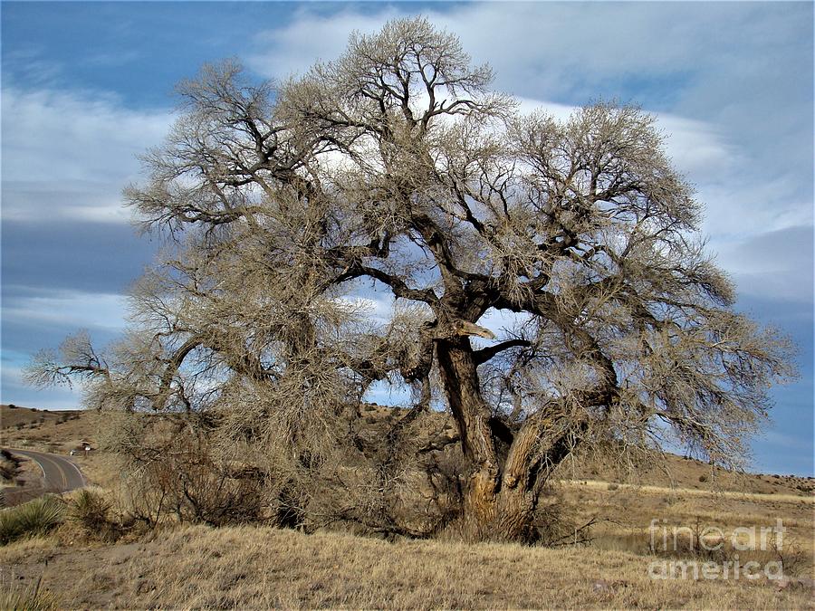 Grandfather Tree Photograph by Joel Mathews - Fine Art America