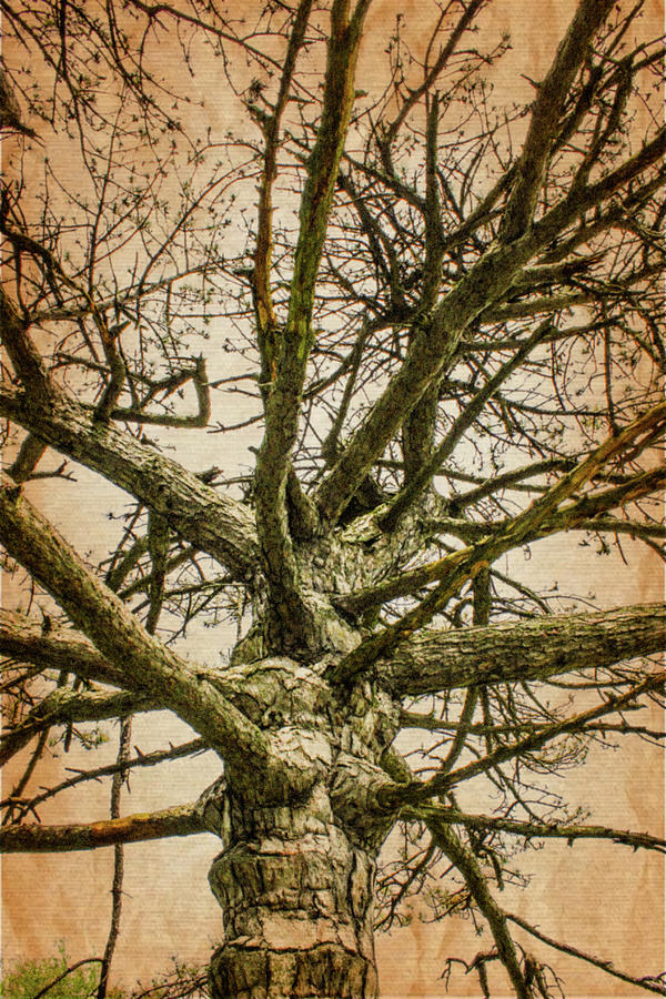 Grandfather Tree Photograph