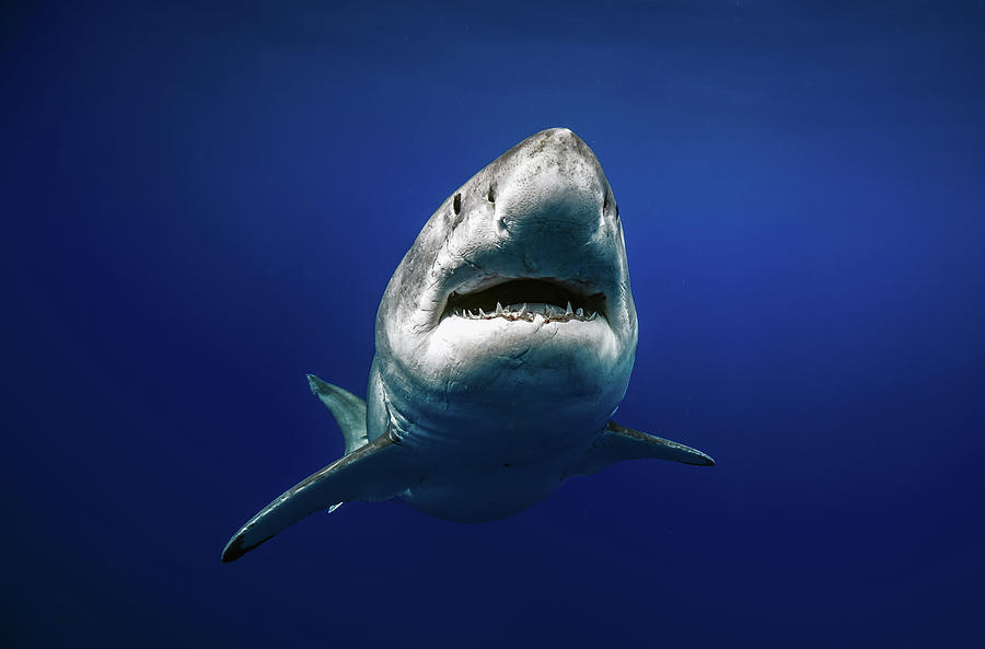 Great White Shark Photograph - Grandma Great white portrait by Juan Sharks