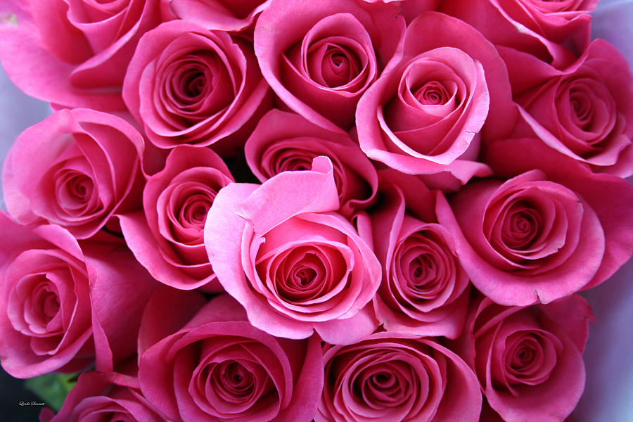 Pink Roses Photograph - Grandma Roses by Linda Sannuti Pink Roses Photograph - Grandma Roses by Linda Sannuti