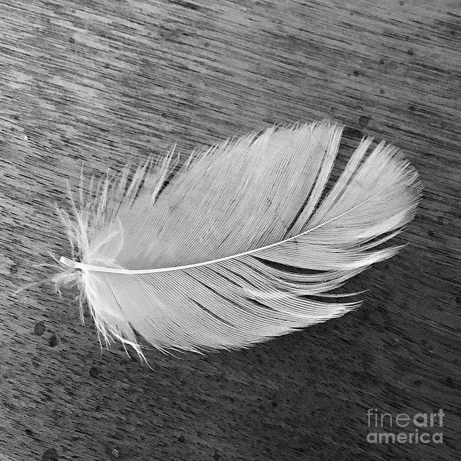 Grandmas Feather Photograph by Wendy Golden
