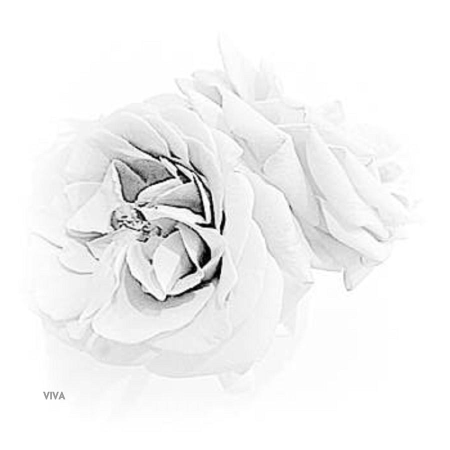 Grandmas Roses - B  -  W Photograph by VIVA Anderson