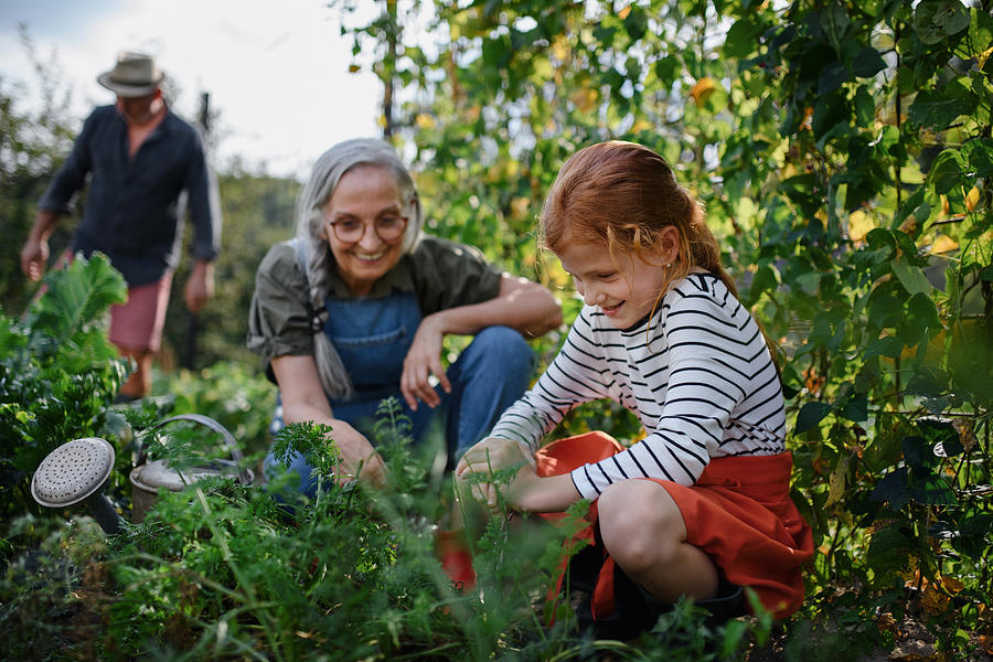 Grandmother with granddaughter working in garden together. Photograph by Halfpoint Images