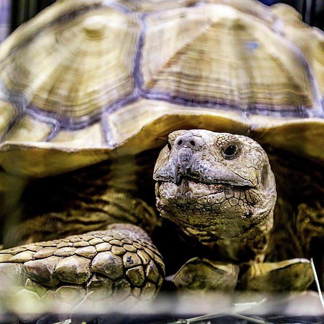 Grandpa Turtle Photograph by Leah Woodhall - Fine Art America