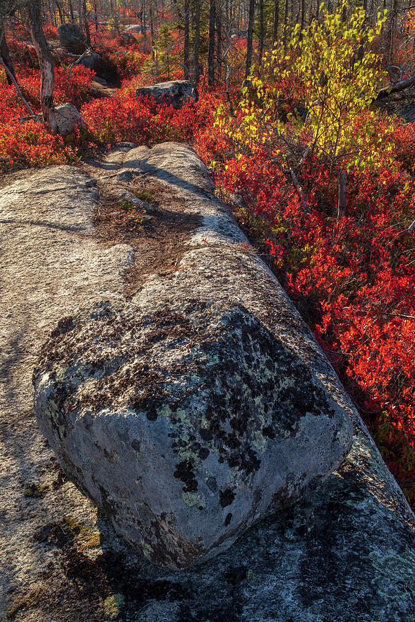 Granite Boulders in Autumn Barrens Photograph by Irwin Barrett