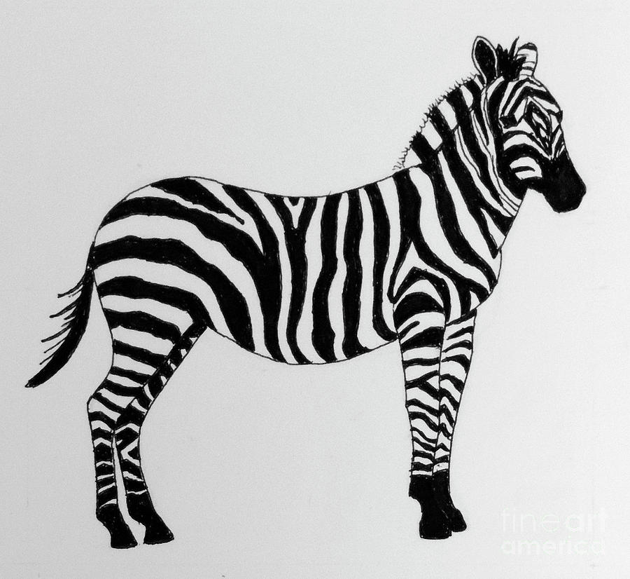 Premium Vector | A cute zebra is drawn with a black outline coloring book