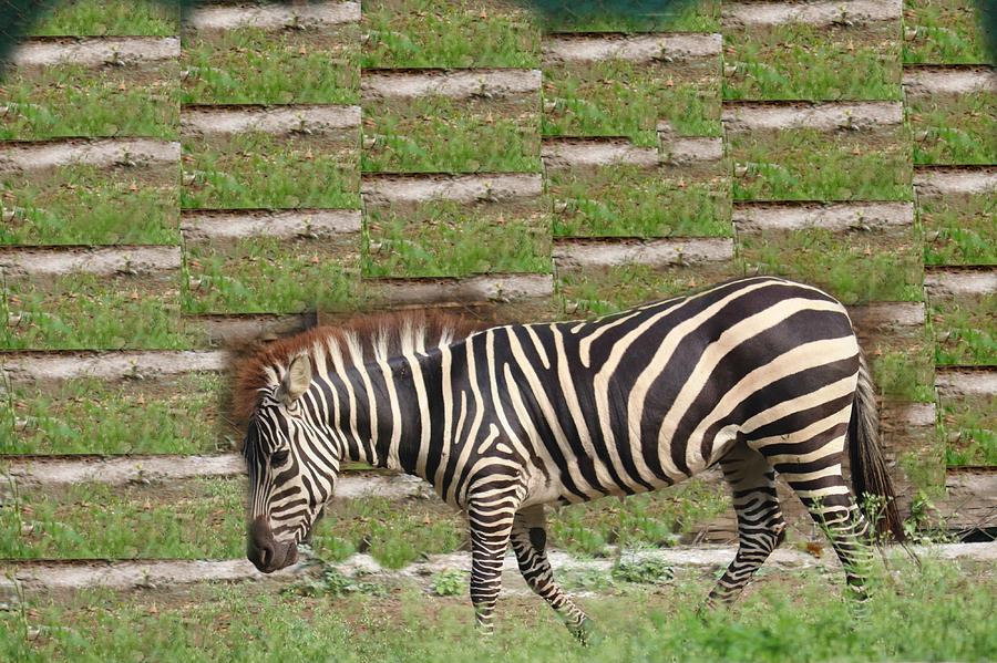 Grants Zebra Photograph