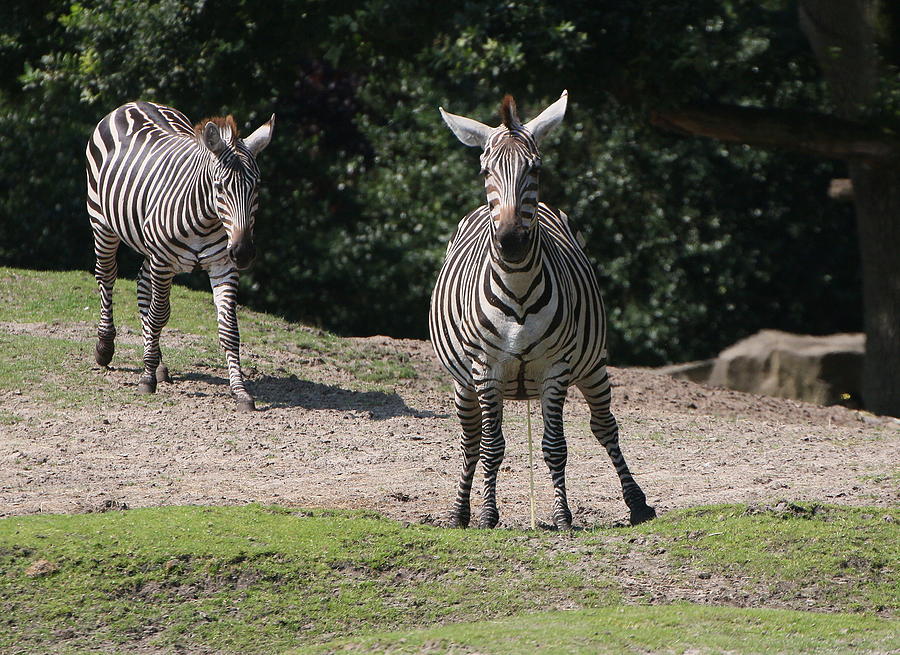 Grants Zebras Photograph by Ger Bosma