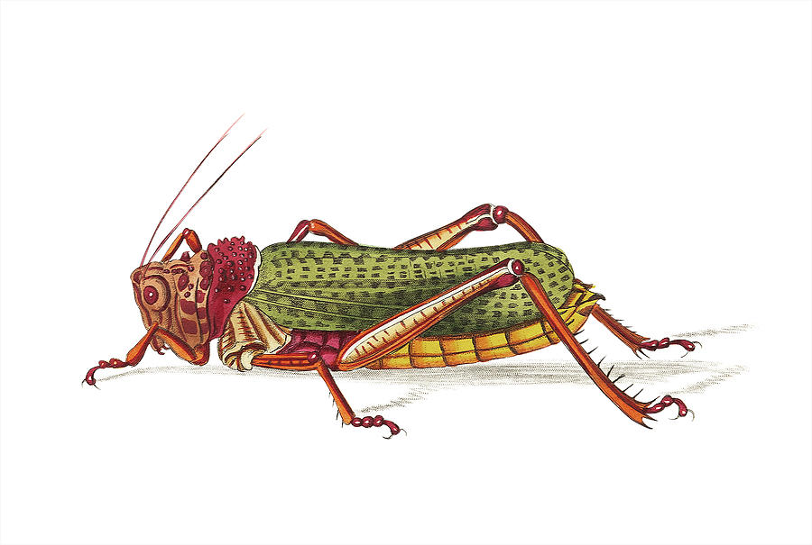 Granulated Locust Painting by David Hinds - Fine Art America