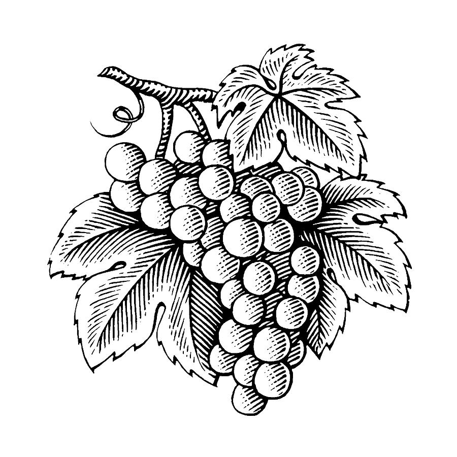 Grapes clipart, Grapes drawing, Food clipart, Fruit clipart
