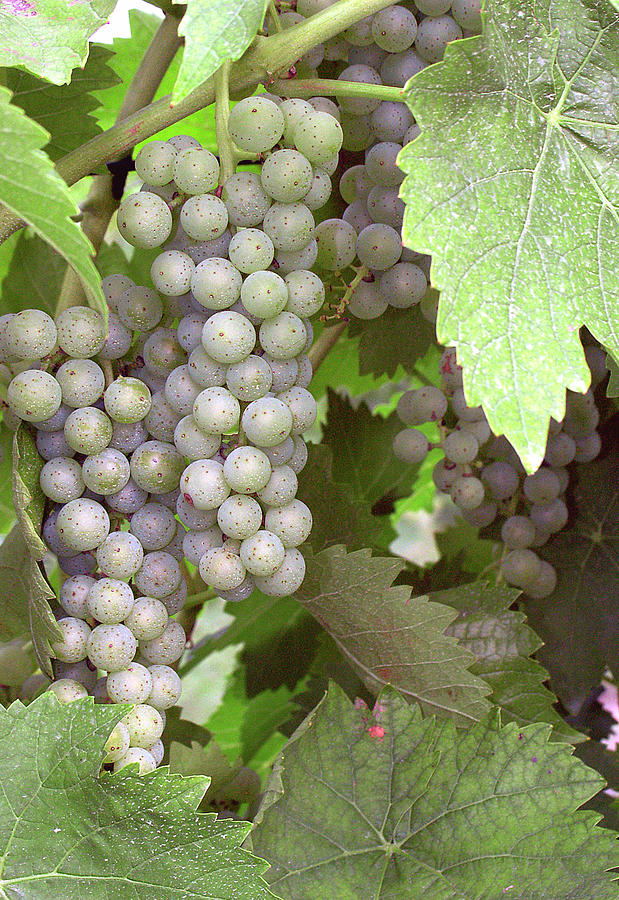 White Grape Clusters - Niagara on the Lake Photograph by Kenneth Lane Smith