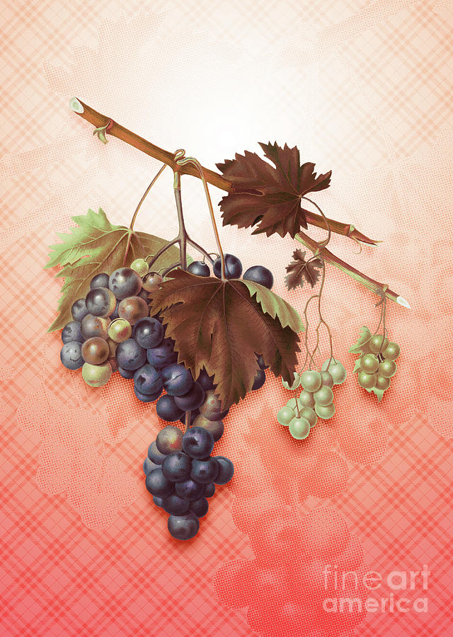 Grape From Ischia Vintage Botanical In Peach Fuzz Tartan Plaid Pattern N.1345 Painting
