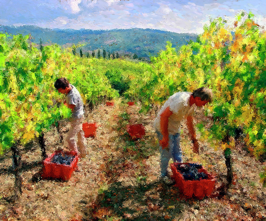 Grape Harvest Painting by Dan Rhymes - Fine Art America