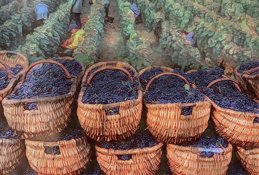 Grape Harvest  Photograph by Dennis Baswell