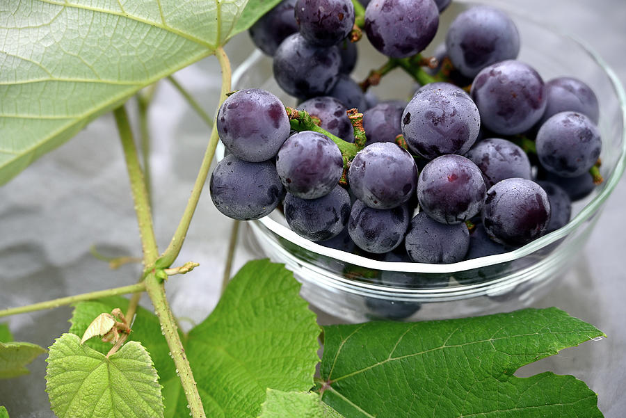 Grape Harvest Photograph