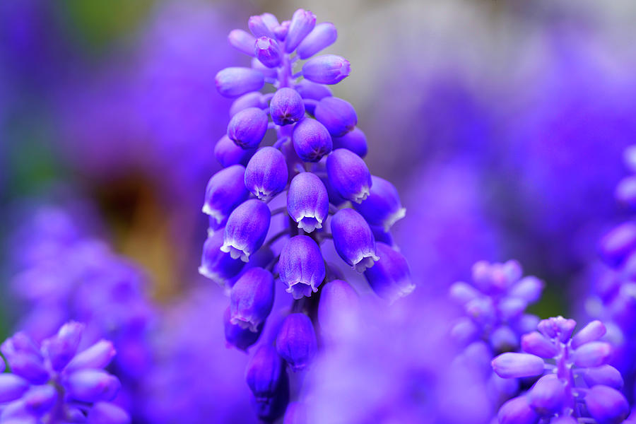 Grape Hyacinth Photograph