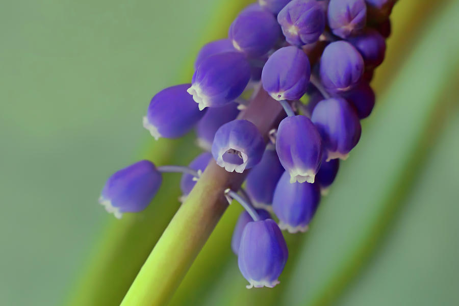 Grape Hyacinth - Close-up Photograph by Nikolyn McDonald